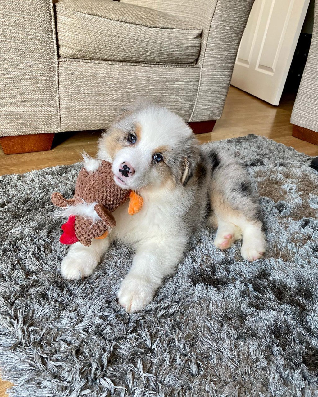 Morlich - Australian Shepherd Puppy